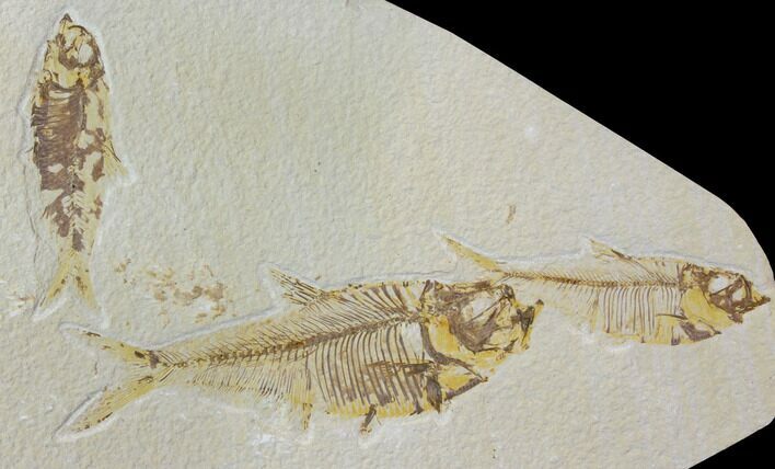 Three Fossil Fish (Knightia And Diplomystus) - Wyoming #119473